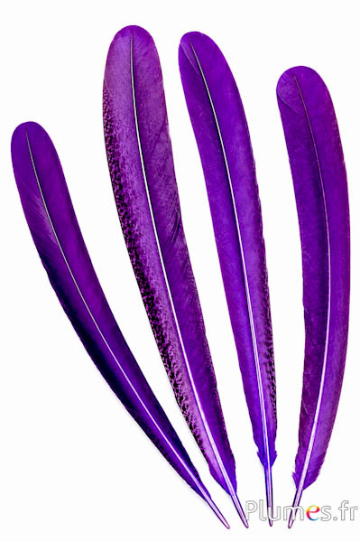 Pauw violet - 45-52 cm - violet